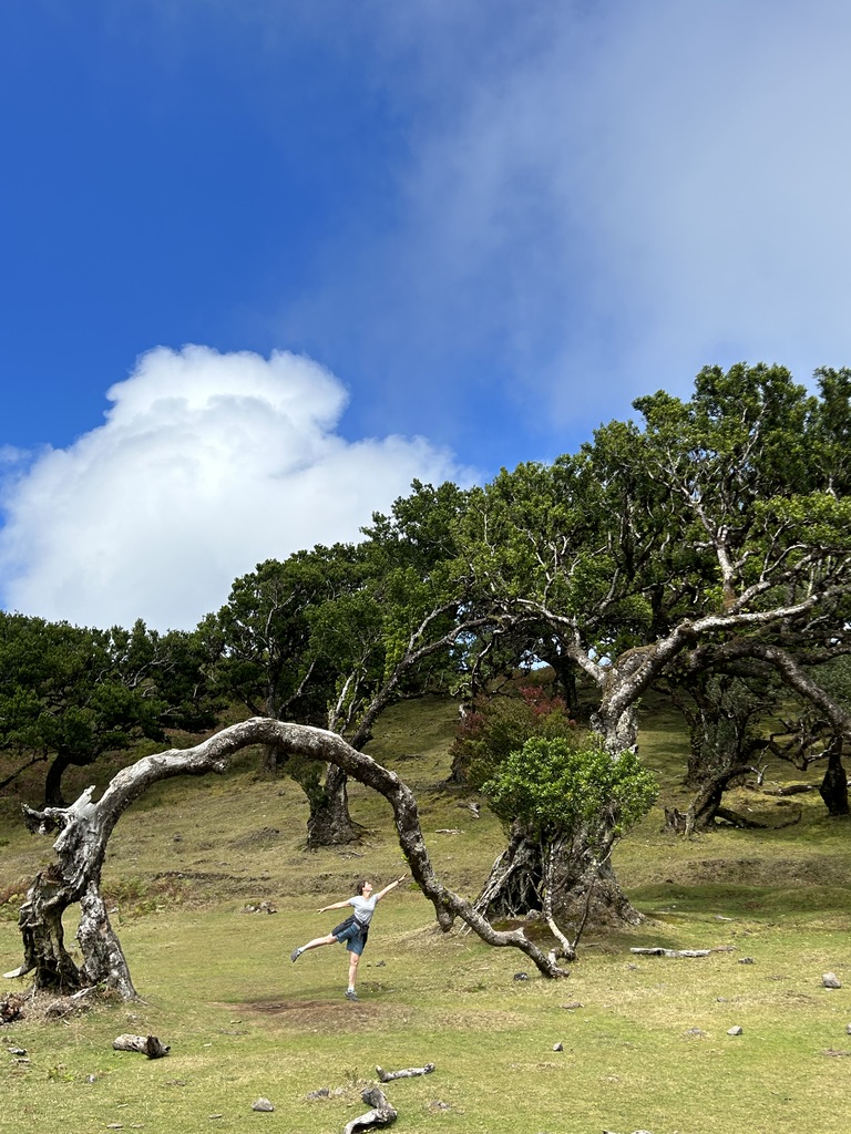 Fanal forest, often in fog makes for an interesting stop on this Madeira itinerary