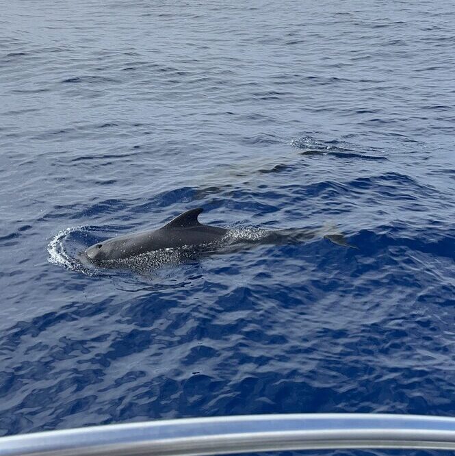 Dolphin watching on the Madeira itinerary is one the the Funchal must-sees